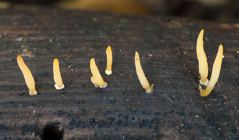 Calocera cornea